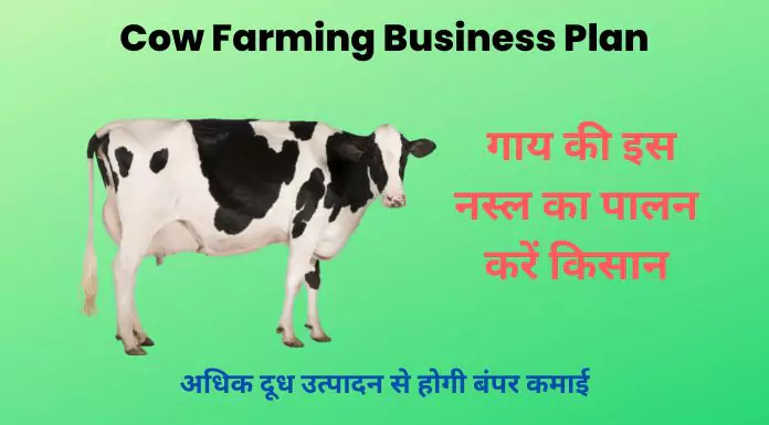cow business plan in hindi